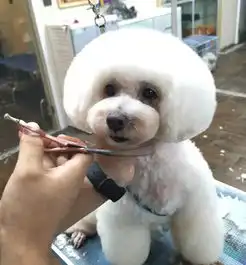 在点萌宠你的宠物宝贝今天美容了吗