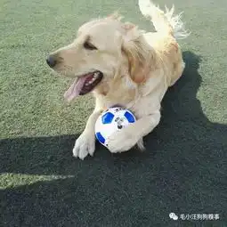 太不正经了金毛每天上厕所摆拍还让主人成了宠物摄影师