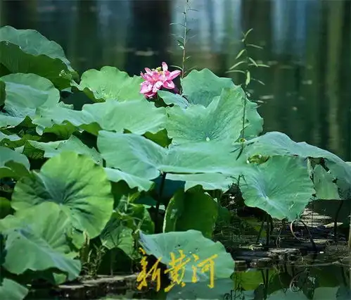 白露节气荷花尚开荷叶微黄显秋意