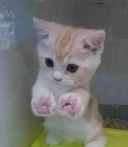 大猫咪欺负小猫咪,直接拉粑粑到它头上,铲屎官直呼两个字够狠