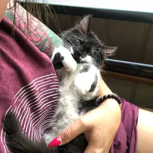 身着燕尾服的小猫咪,被妈妈遗弃后,得到了最好的爱与拥抱