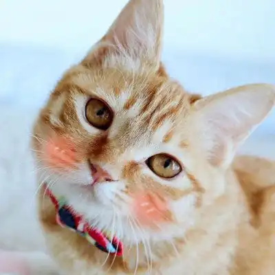 可爱小猫头像卖萌图片微信猫咪头像图片