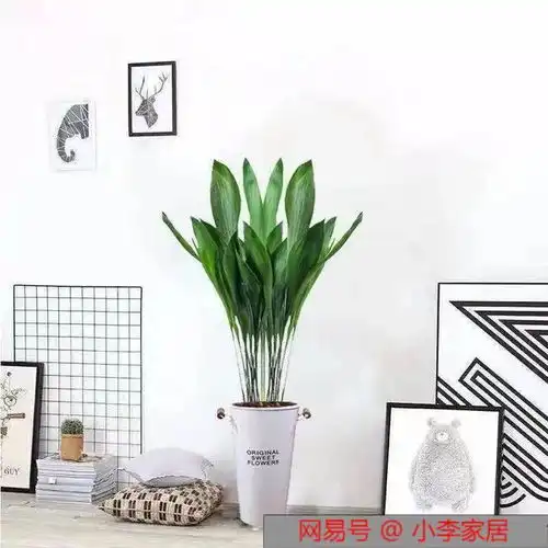 6种大叶绿植,再穷也要养,家里摆一盆,废气吸光光龟背竹橡皮树一叶兰虎尾兰盆栽植物网易订阅