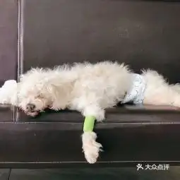20210612谢博士动物医院葆心总院地址,谢博士动物医院葆心总院电话,谢博士动物医院葆心总院图片360地图