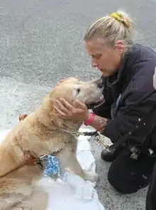 美国导盲犬车祸瞬间勇挡主人身前