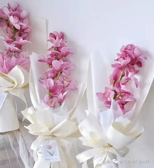 蕙兰难逃花后即亡的命运做好6点来年复花