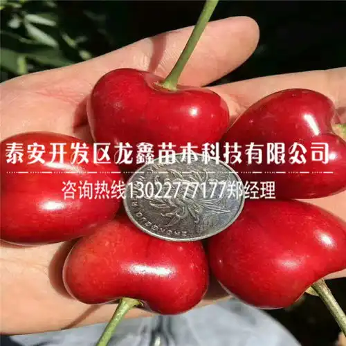 桂林黄页88网