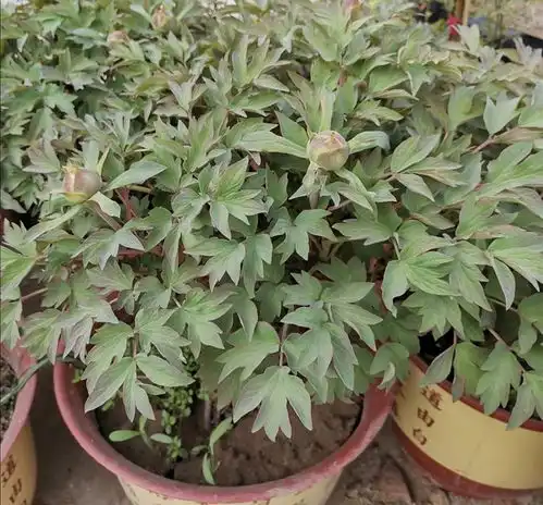 牡丹要秋天移栽,植株发根快长得旺,春天早开花