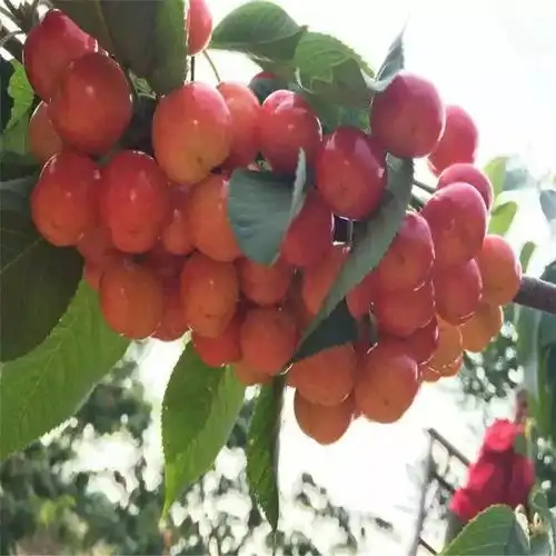 南北方适不适合种植布鲁克斯樱桃苗-黄页88网