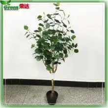 南桂园林花卉租摆