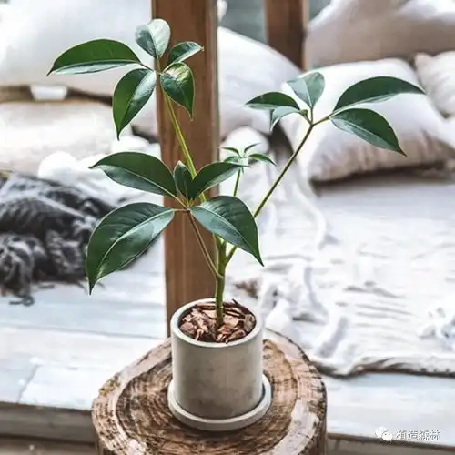 植物这些绿植堪称客厅小森林看一眼就清凉