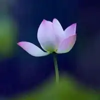 微信花草类头像微信头像图片大全