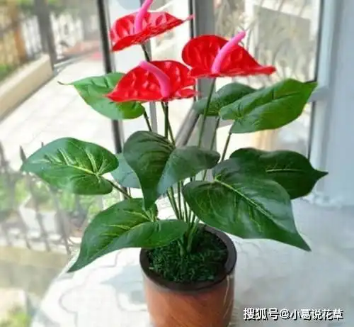 3种盆栽花卉,好养又大气,家里养一盆,旺财也镇宅寓意鸿运花友