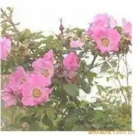 沭阳县润发花卉园艺场信息尽在农苗网第35页