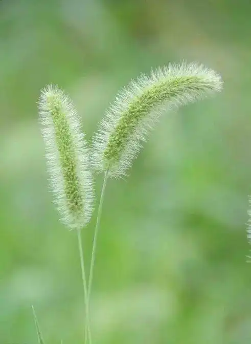 百花齐放主题诗会合集七