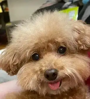发现有人在看,狗子立马跑到监控前装哭也太精了吧