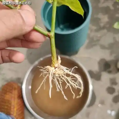维生素紫药水阿司匹林,家庭常备药,却是盆栽守护神