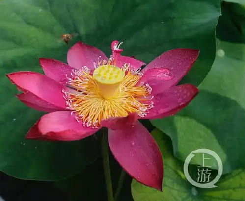 接天莲叶无穷碧快去打卡华岩荷花展