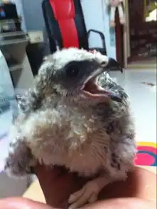猴鹰应该怎么样饲养它的主食是什么