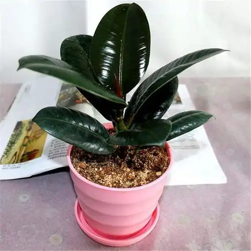 适合室内养护的植物,这6种植物你一定要养,守护你的健康