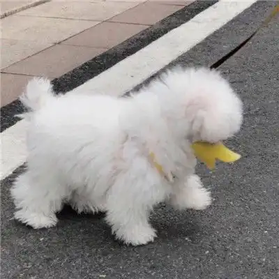 超搞笑的二货逗比萌宠头像你的可爱治愈世间一切的不可爱
