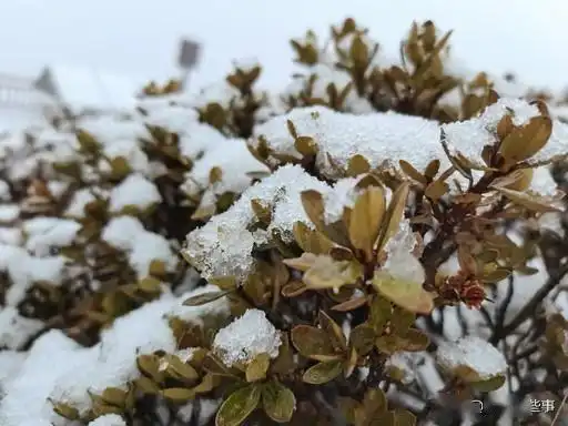 太白山上下雪了