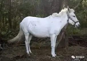 周星驰加上徐老怪,都不再能让我们哭得像条狗更别说白龙马已走,孙悟空老去,31年前大闹过天宫的英雄们,终于被抛弃在遗忘里