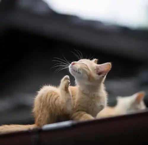 有一种猫,叫别人家的猫,怎么可以这么萌