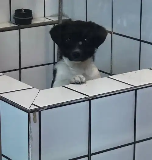 半夜越看着我家狗子越生气