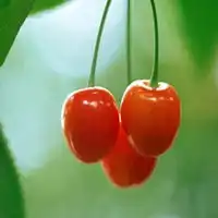 微信头像樱桃微信头像图片大全