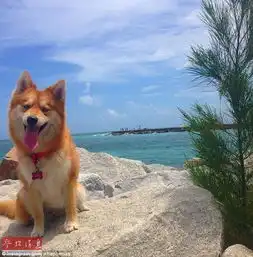 美国蓝眼萌宠走红