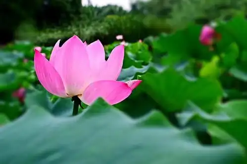 洛阳隋唐植物园荷花盛开,盛夏七月不一样的风景