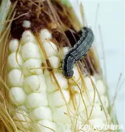 这8种恶心虫子你可能每天都在吃