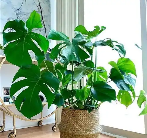 养龟背竹重点在开背,平日做好这几点,颜值高叶子大