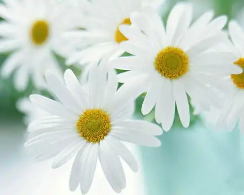 四花君子来年莫负夏花开,明朝秋声有桂
