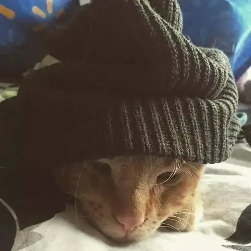 前段时间网上那只世界上最悲伤的猫,现在过得怎么样了呢