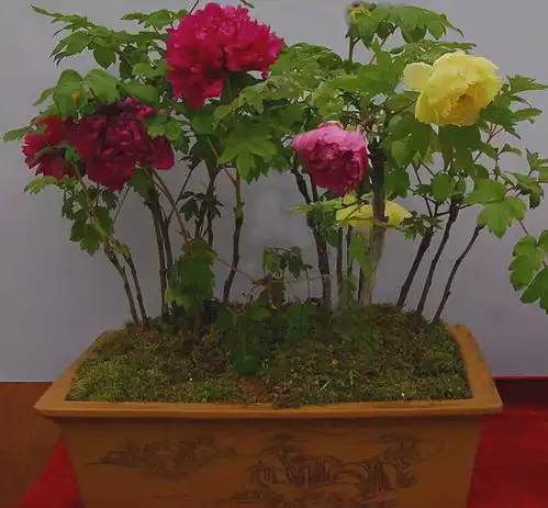 牡丹盆栽在秋季移栽的几点注意事项