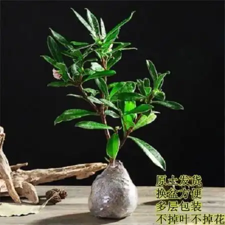 带花苞发货金边瑞香耐寒花卉植物室内浓香型年宵花卉