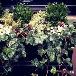 那些让人魂牵梦萦的绿植们