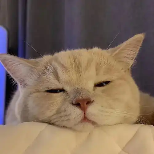 猫咪头像