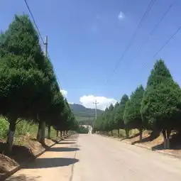 长治县山后村水南水北重重树,山后山前处处花