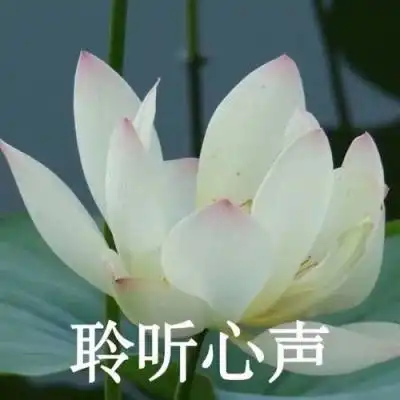 微信头像图片2020荷花带字系列荷花带字微信头像高清大全集