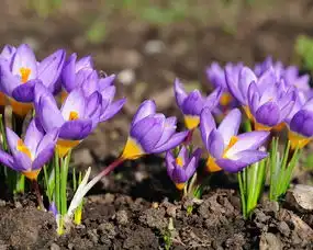 小清新鸟语花香花卉2月9日
