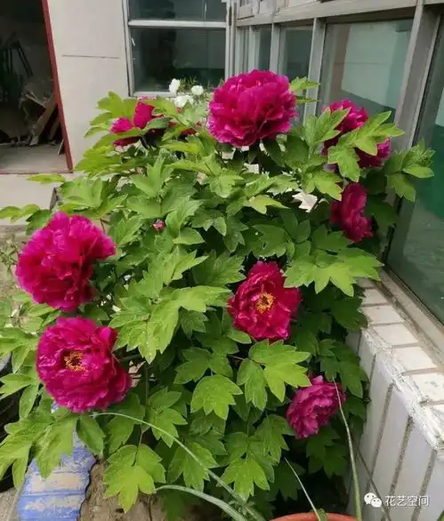 家有牡丹花,好苗要细养,这4点你做的了吗