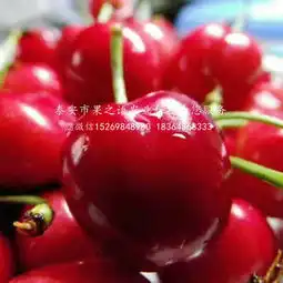 新疆雷洁娜樱桃树出售信息
