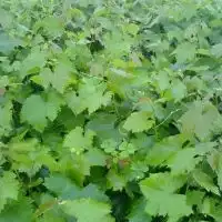 山东萄批发萄价格