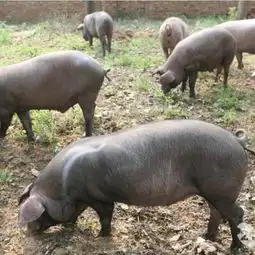 南亩农场黑猪肉南亩食品