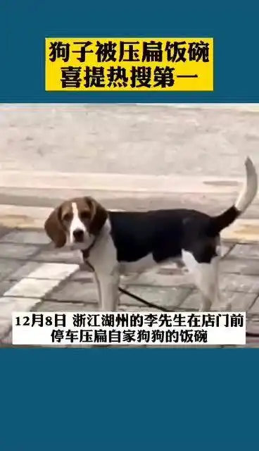 狗子铁饭碗被主人压扁,满脸幽怨仍试图抢救
