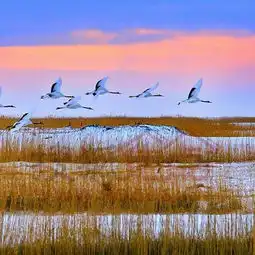 2018扎龙自然保护区门票,齐齐哈尔扎龙自然保护区游玩攻略,扎龙自然保护区游览攻略路线地址门票价格