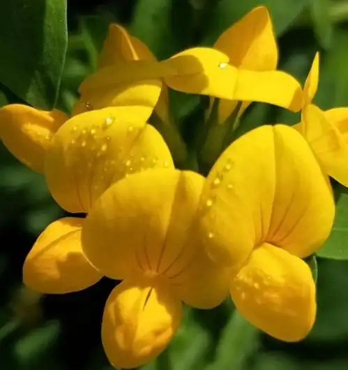 5月喜鹊叫,四大生肖良缘佳配到,万事如意,万福临门,桃花开感情